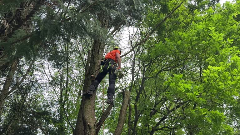  , WV Tree Services Pros